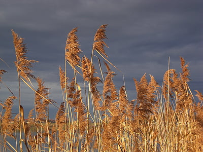 Reed, Burza z piorunami, ponury, sucha, roślina, staw, Jezioro