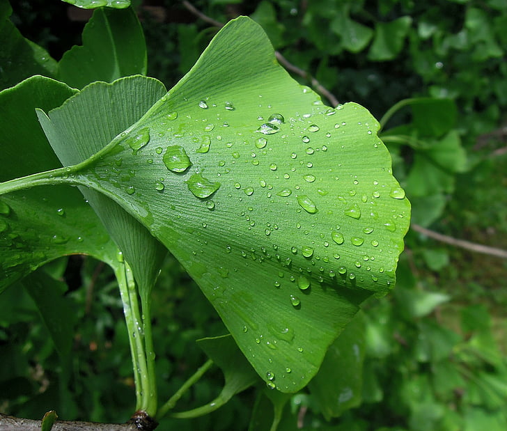 lehtien, Ginkgo leaf, Ginkgo biloba, loma, vihreä, vihreitä lehtiä, kasvi