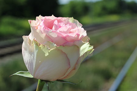 white pink rose, railway, stop teenager suicide, stop student sucide, stop youth suicide, stop child abuse, stop teen abuse