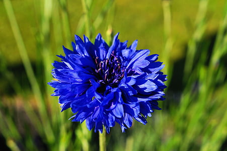 คอร์นฟลาวเวอร์, ดอก, บาน, สีฟ้า, centaurea cyanus, ทุ่งหญ้า, ปิด