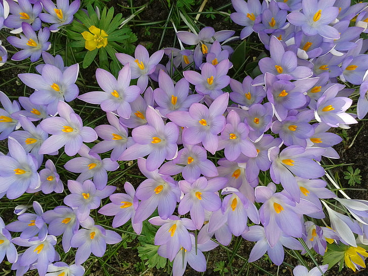 Crocus, våren, Violet, vårtecken