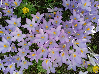 番红花, 春天, 紫罗兰色, 春天的迹象