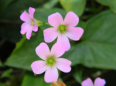 flower, pink, pink flowers, nature, floral, plant, spring