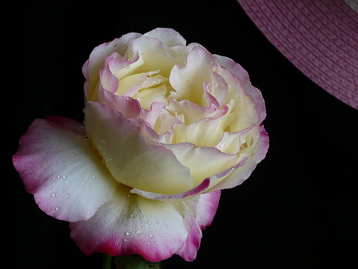 Rosa, květ, žlutá