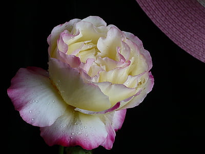 Rosa, flor, groc