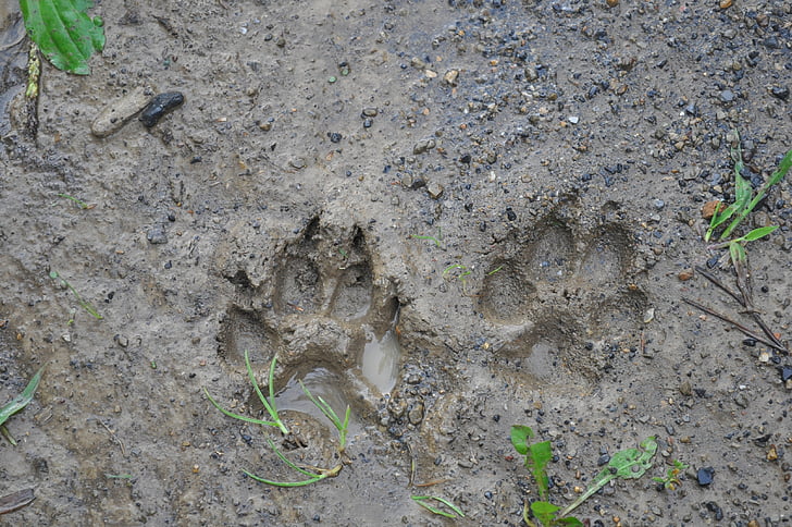 tracks, mud, dirt, paw, dog, canine, brown