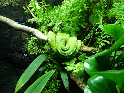 čūska, zaļa, koka python, rāpulis, džungļi, Toxic