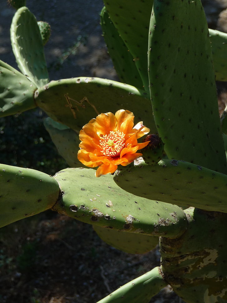 cactus, flor de cactus, flor, flor