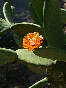 kaktus, Kaktusový květ, květ, Bloom