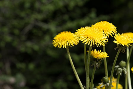 dandelion, yellow, yellow flower, flower, pointed flower, yellow meadow flower, bright