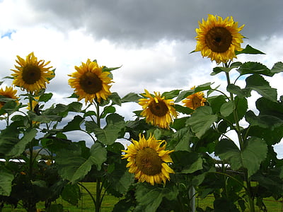 bunga matahari, bunga, matahari, kuning, kelopak, bunga musim panas, alam