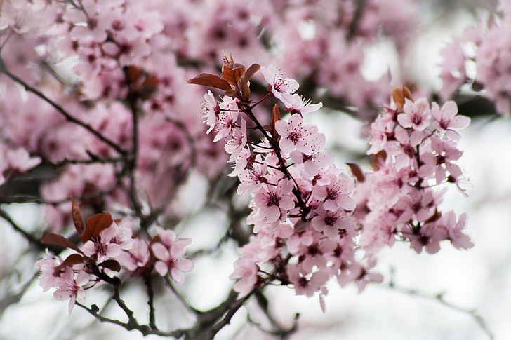 pink, cherry, blossom, bloom, tree, spring, east asian cherry