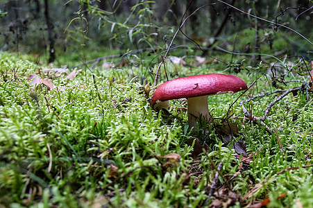 champignon, Forest, toxique, cueillette de champignons, fermer, rouge, champignons forestiers