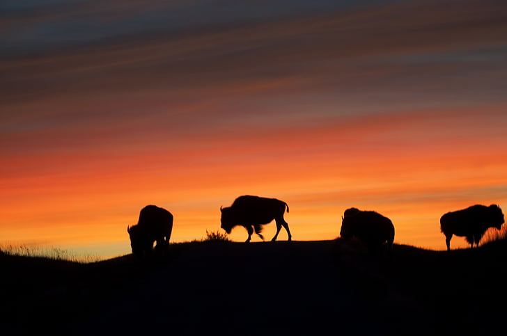 Bison, buffle, lever du soleil, américain, silhouettes, animal, faune