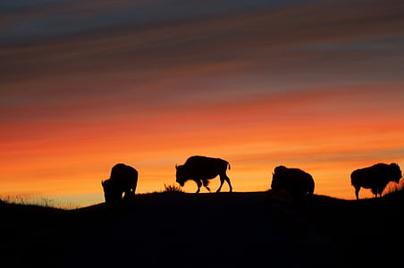 Bisonte, búfalo, salida del sol, American, siluetas, animal, flora y fauna