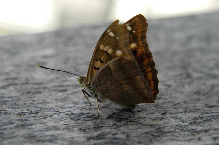 mariposa, naturaleza, macro