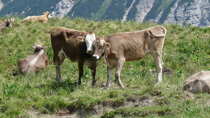 Allgäu, inek, İnekler, sığır eti, sığır, dağlar, Yaz