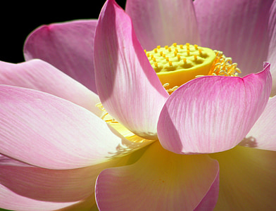 puķe, Lotus, rozā, ūdens lily, ziedu, augu, fiziska