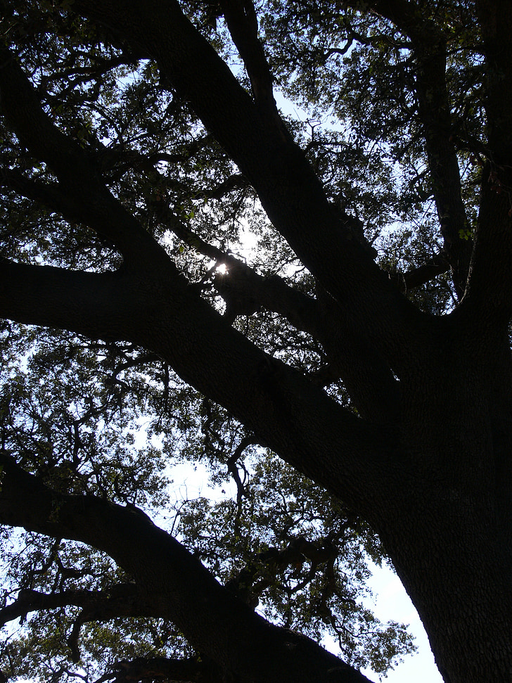 cây, bóng tối, cảnh quan