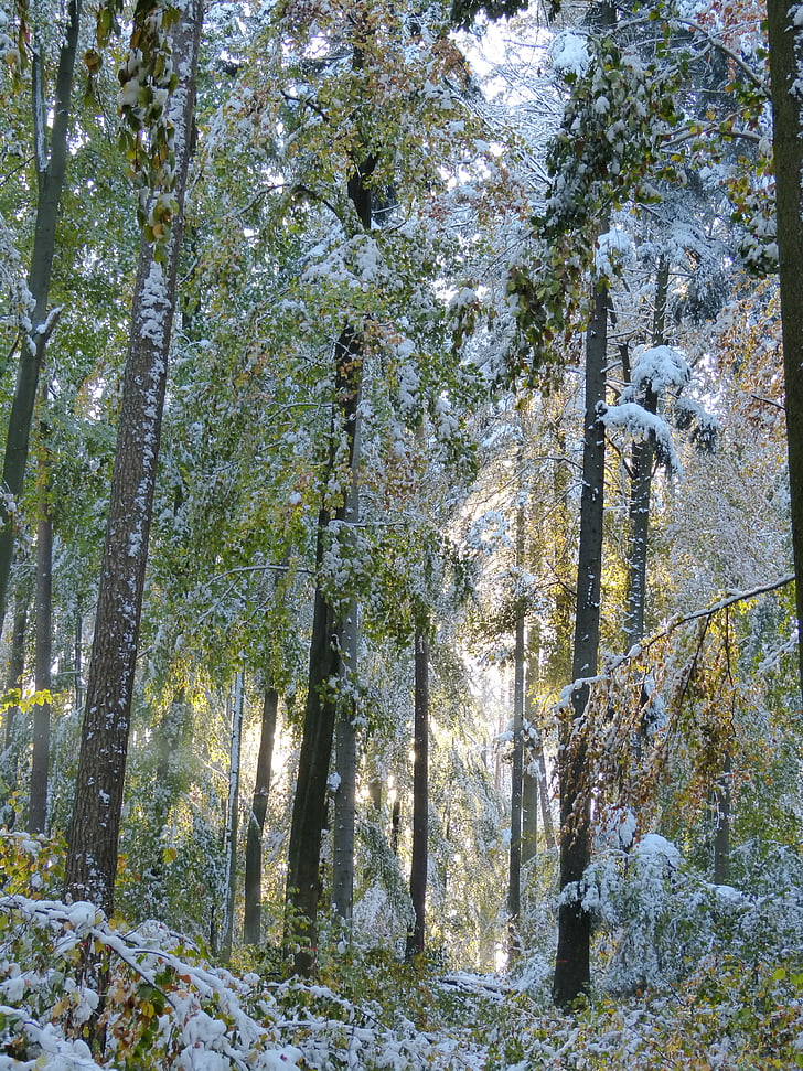 zimné, Forest, mrazivé, stromy, sneh, zasnežené, Príroda