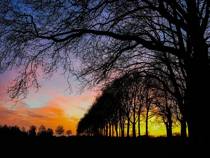 tree, sun, landscape, sunset, nature