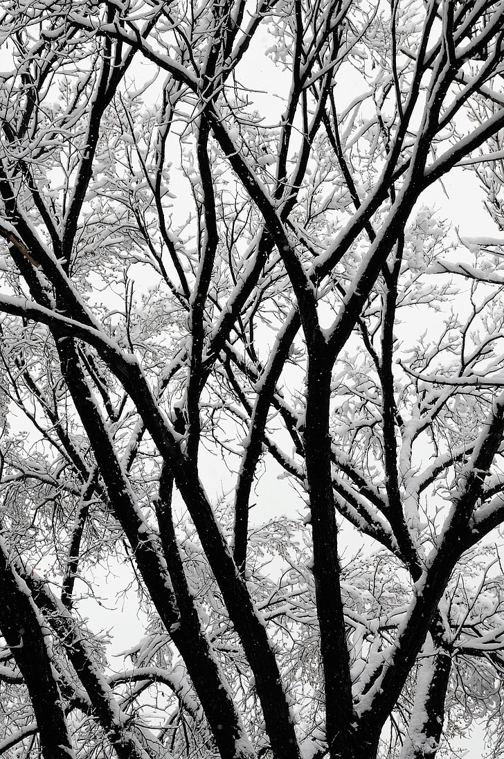 arbres, hiver, arbres d’hiver, neige, branches, Forest