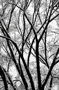 träd, vinter, vinter träd, snö, grenar, skogen