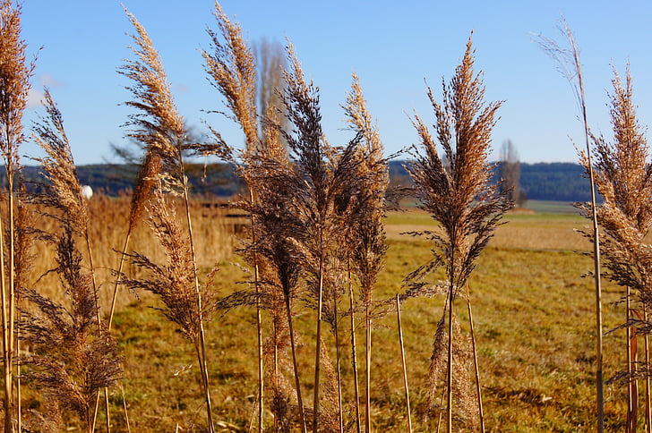 nature, reed, plant, marsh plant, green