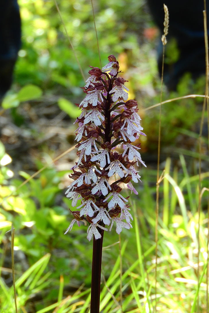 орхидея, ливада, Венци и цветя, защитени видове, редки цветя