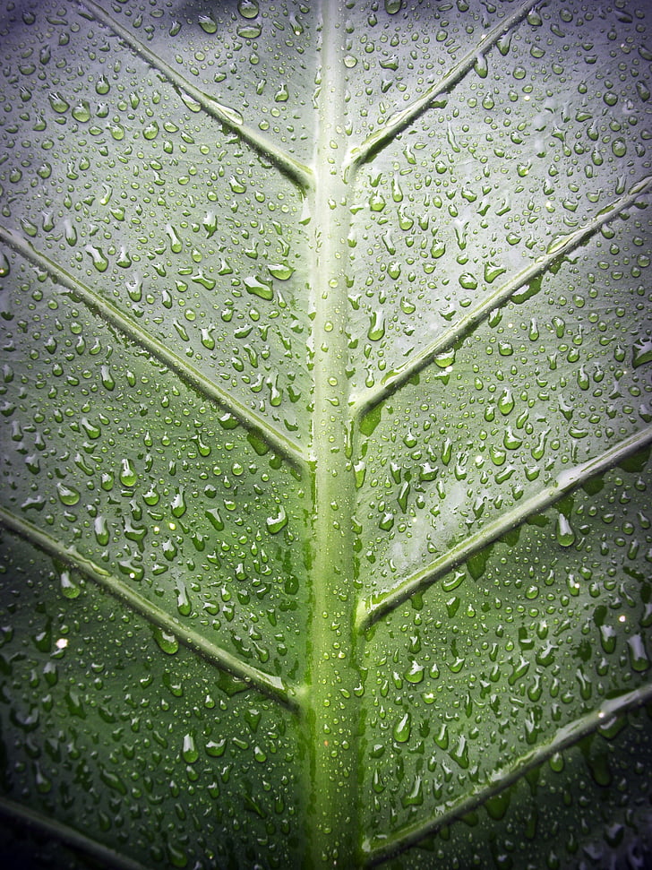 Leaf, vody, Zelená, drop, pozadie, prírodné, Príroda