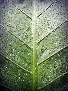 daun, air, hijau, drop, latar belakang, alam, alam