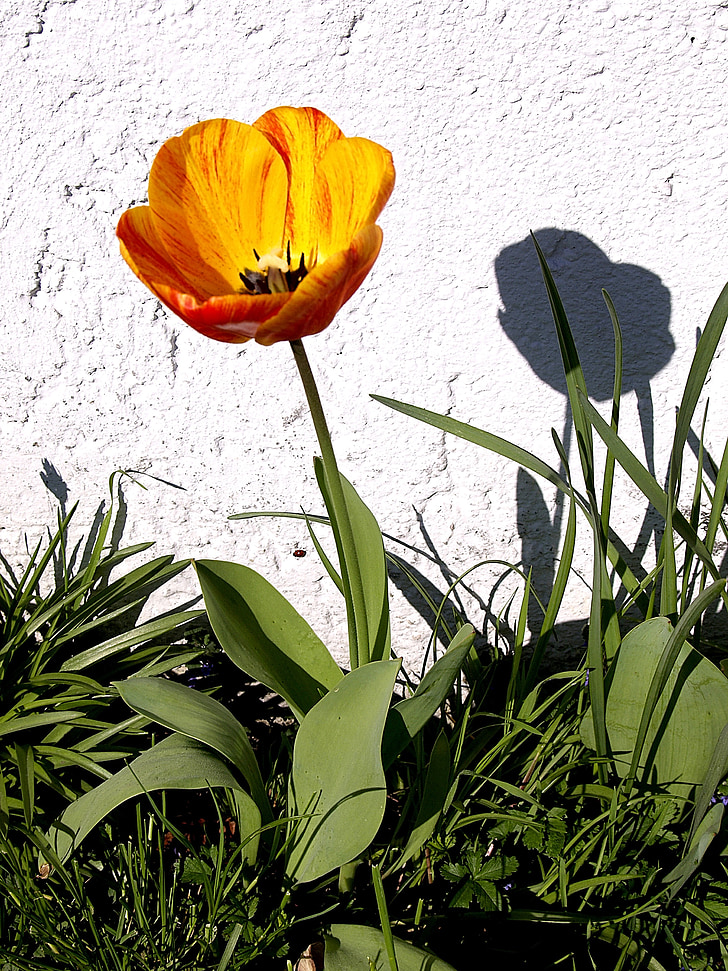 tulip, white wall, shadow, sunny day, spring, yellow, beauty in nature