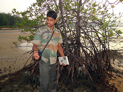 mangrove, erdő, útmutató, mocsár, légi gyökerek, karwar, India