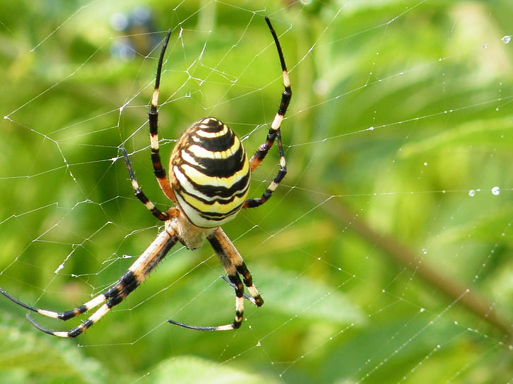 паук, веб, Природа, Животные, Весна