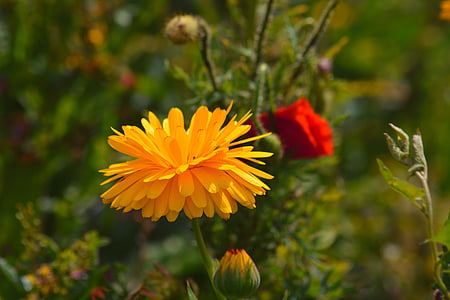 žlutý květ, terč, Flora, botanika, kvetoucí, Příroda