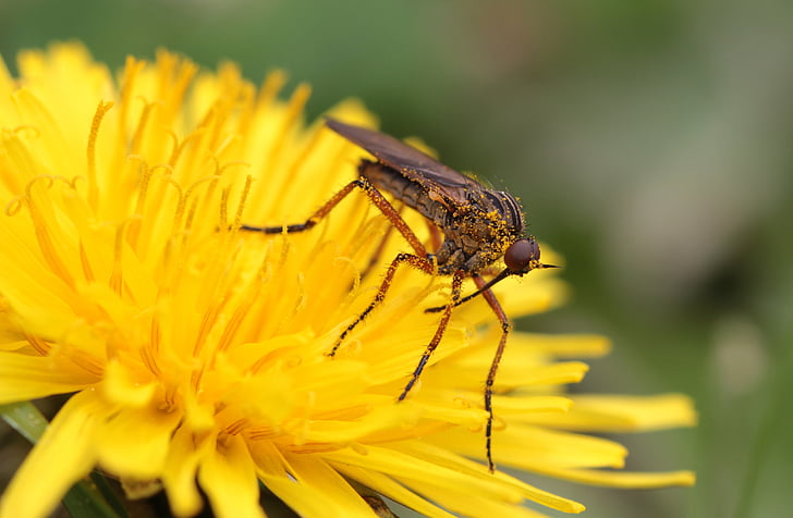 fly, reddish brown dance fly, empis stercorea, insect, small, dandelion, nectar search