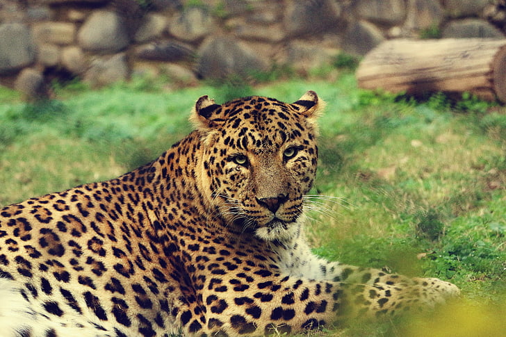 Tier, große Katze, Leopard, Safari, Wildkatze, Tierwelt, Zoo
