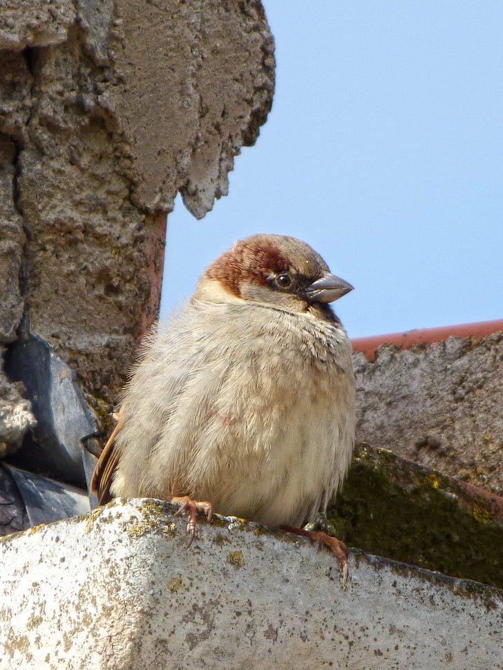 sparrow, roof, drain, bird, lookout, one animal, animal themes