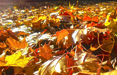 herfst, blad, rood, geel