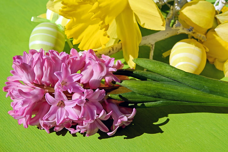 húsvéti téma, Jácint, virág, virágok, rózsaszín, illatos virág, korai