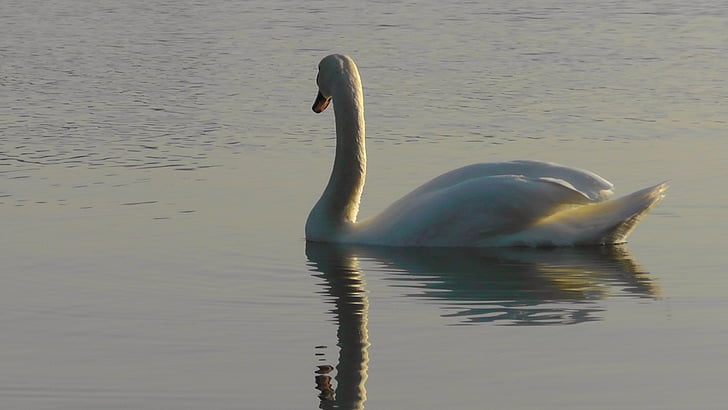 swan, rhine, swans, water, waters, back light, water bird
