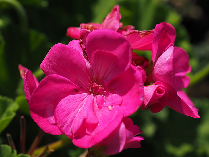 ģerāniju, zieds, Bloom, rozā, balkona augu, dekoratīvo augu