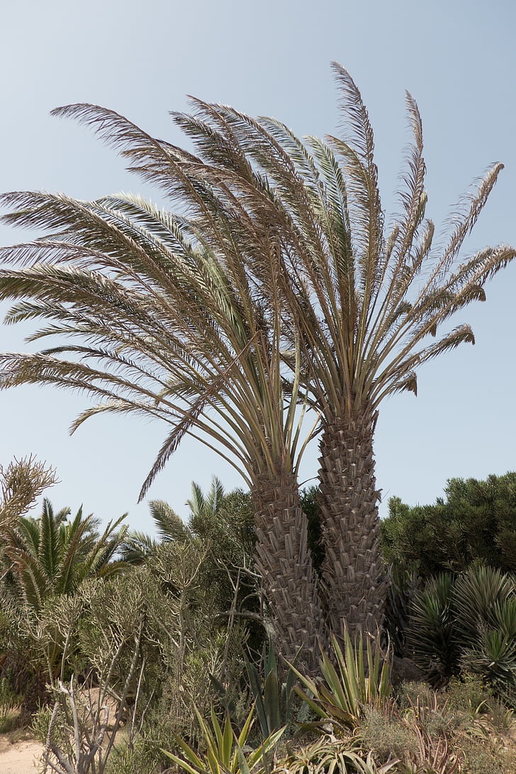 palmės, Fuerteventura, Gamta, kraštovaizdžio, Kanarų salos