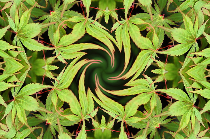 green, leaves, tree, maple, hemp, background, kaleidoscope