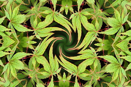 Grün, Blätter, Baum, Ahorn, Hanf, Hintergrund, Kaleidoskop