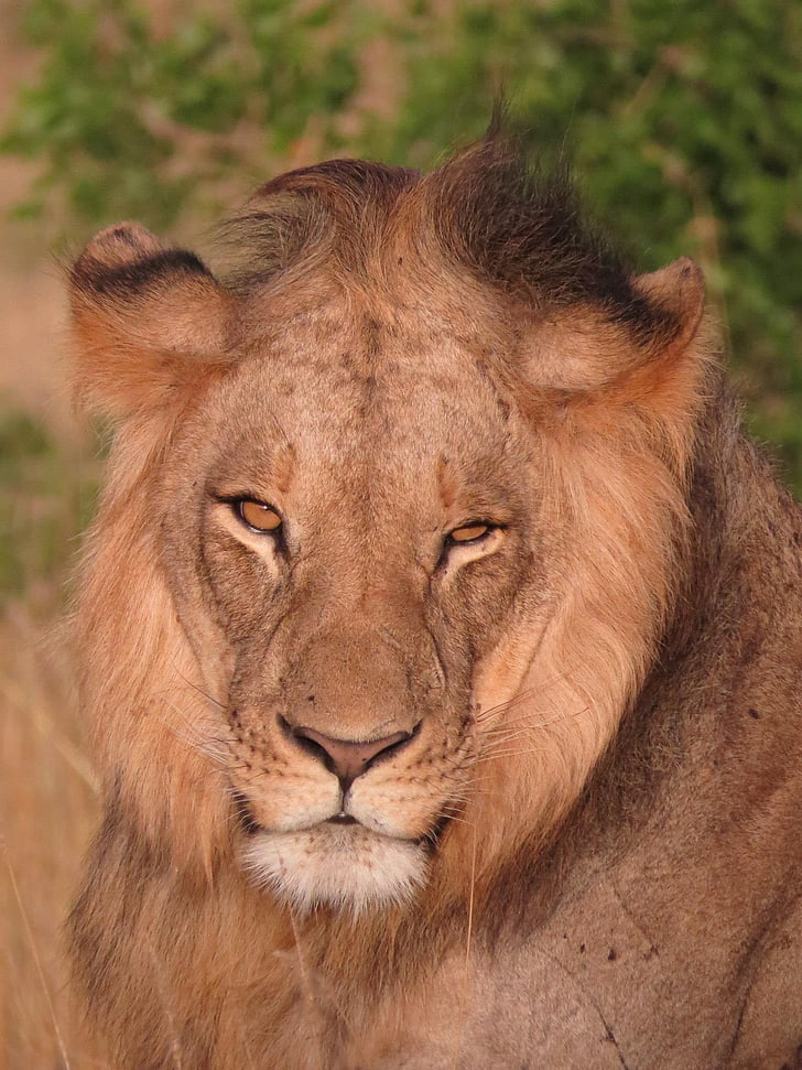 Lew, Kenia, dzikich zwierząt, Afryka, Natura, zwierząt, dziki