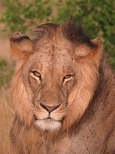 Лъв, Кения, дива природа, Африка, природата, животните, диви