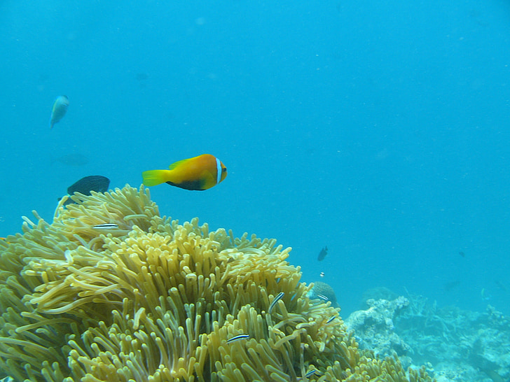 Wasser, Ozean, Fisch, Clown, Malediven, Anemone, Riff