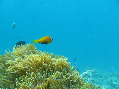 water, ocean, fish, clown, maldives, anemone, reef