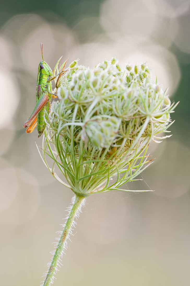 grasshopper, wild carrot, nature, macro, meadow, close, insect